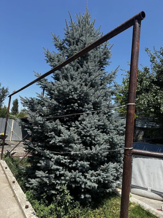 Продам Елку синию