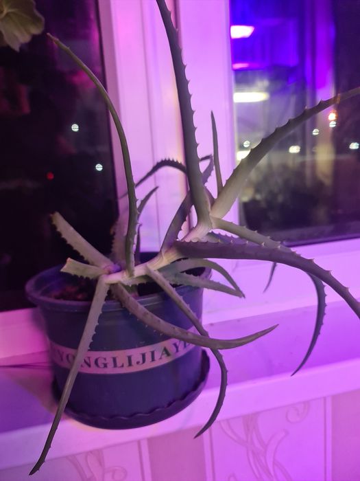 Алоэ двевовидное