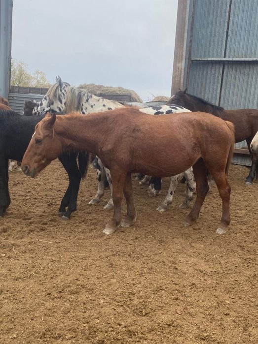 Ең әдемі жетілген жалаңаш әйел