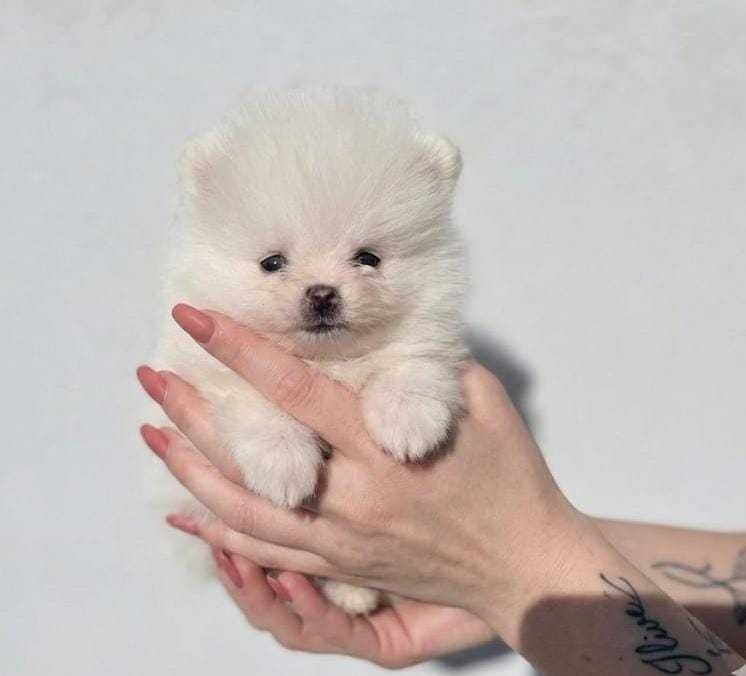 Pui Mini Pomeranian