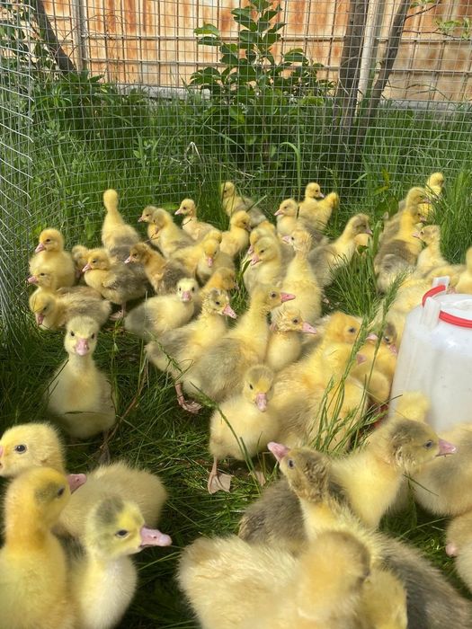 Продам.      Гусята