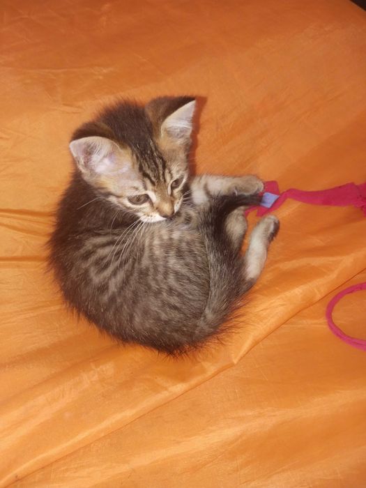 Отдам котят бесплатно, привезём сами