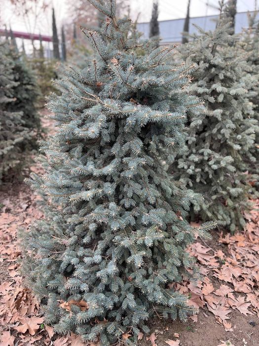 Голубой ель. . .