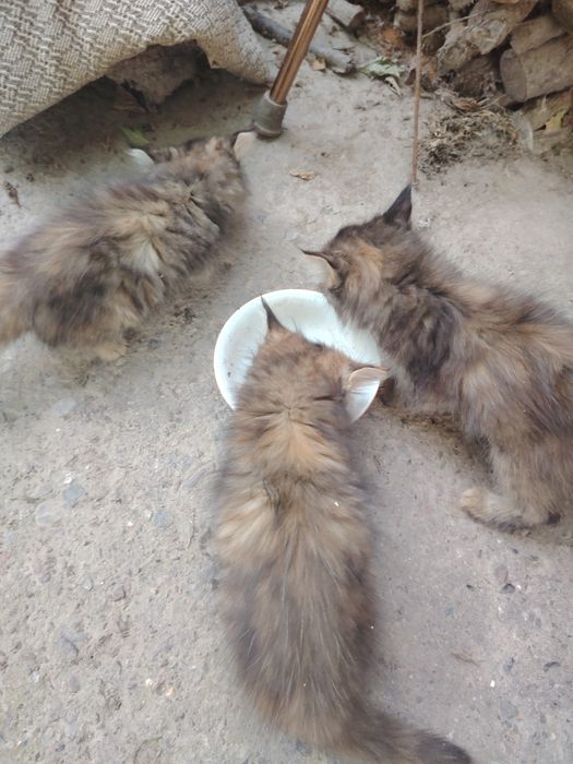 Отдам котят в добрые руки