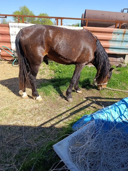 Айгыр сатылады.  .