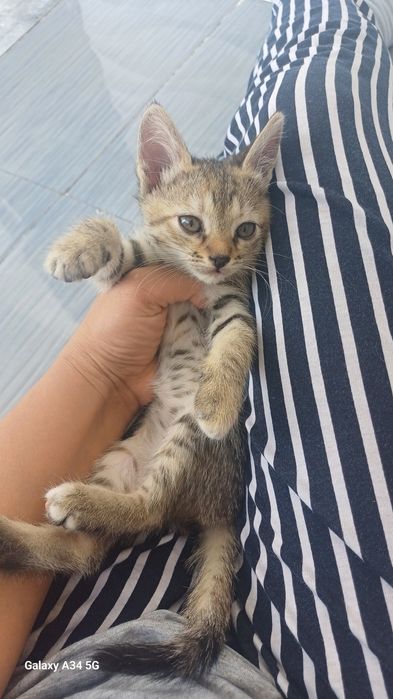 Маргаулар 2 айлык