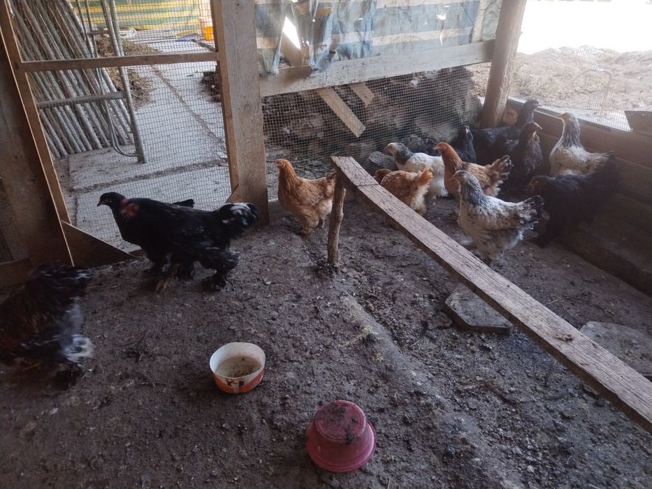 Брама тоза хуроз ва товуклари