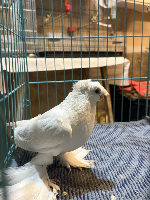 Гулбадам самец сатылады срочно