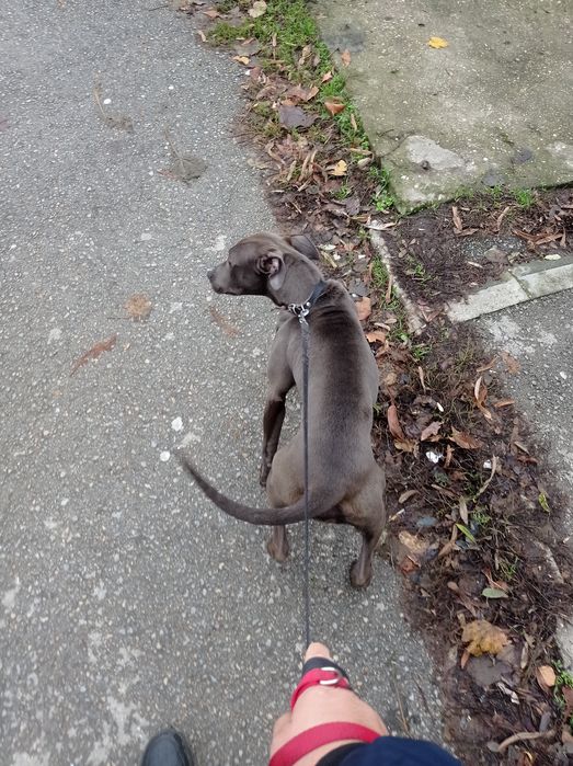 Синьонос питбул женски