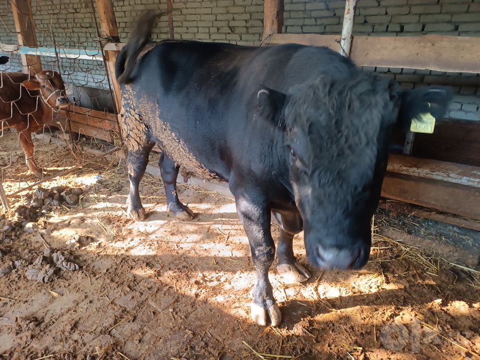 Buqa mol 700 kilochqsa kerag 2 yoshda