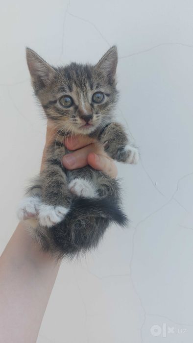 Отдам котят в хорошие руки