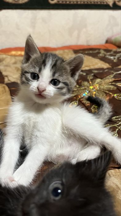 Хороший друг для Вас