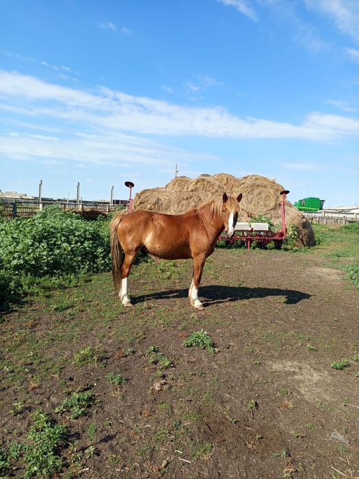 Продам Лошадь ( Мерин) 5 летка