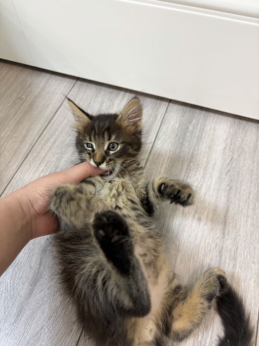 Мейн куны котята