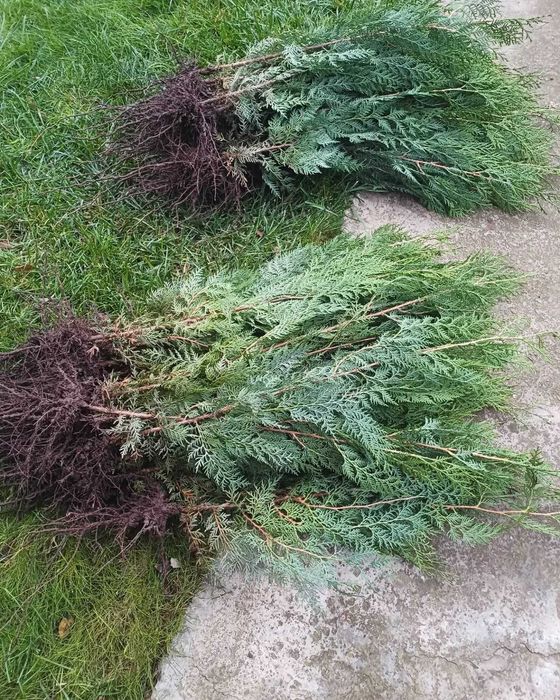 Grădinărit tundem pomi plantăm săpăm curățenie