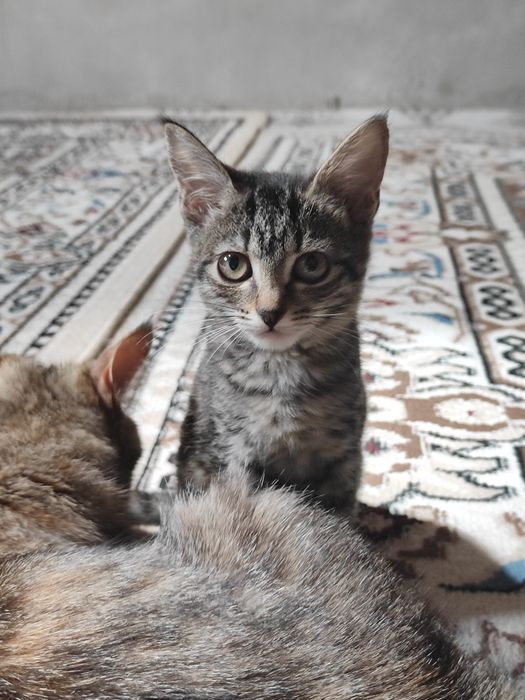 Отдам котята бауырластар 2