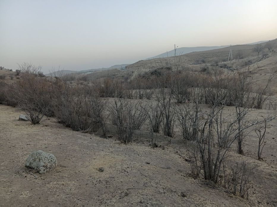 Manzarali daraxt  ko'chatlari