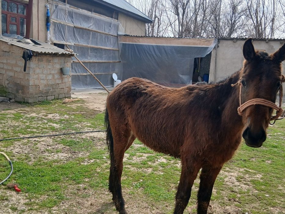 Гарантия бар ауры емес