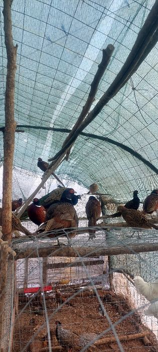 Fazani comuni vanzare