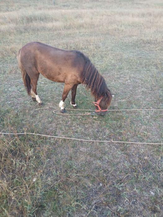 Ponei femelă-talie mică,mânză 1 an si 3 luni