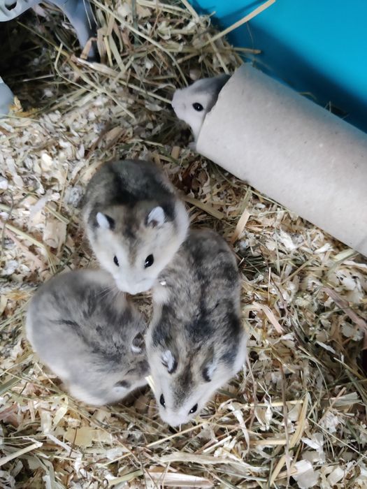 Hamsteri pitici siberieni