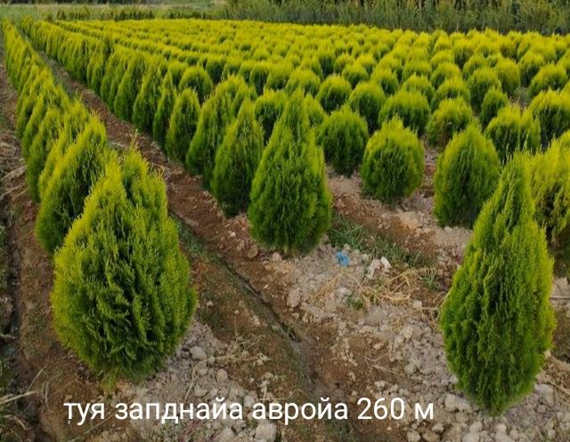 Маржвинка старичка сипирал