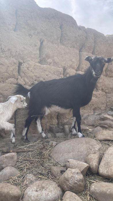 Қой-ешкі, теке, лақ сатылады