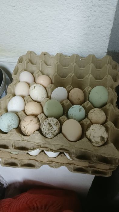 Продам пищевое яйцо