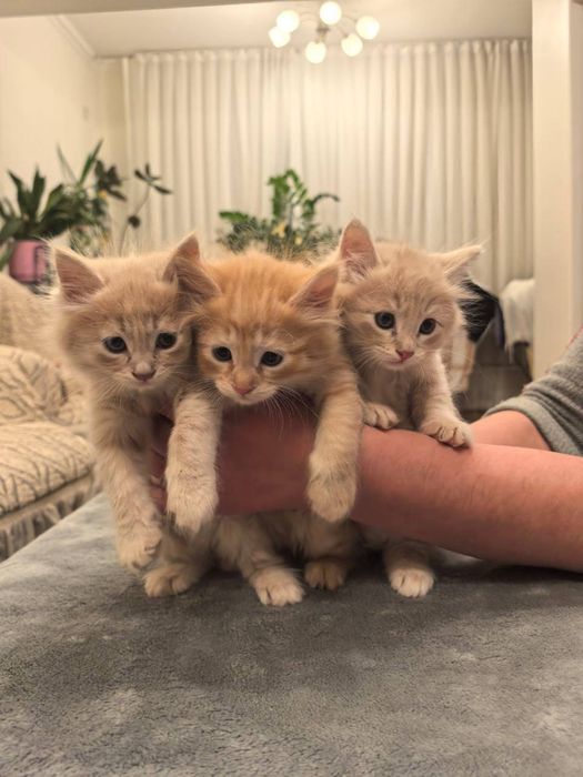 Пушистые комочки счастья ищут свой дом