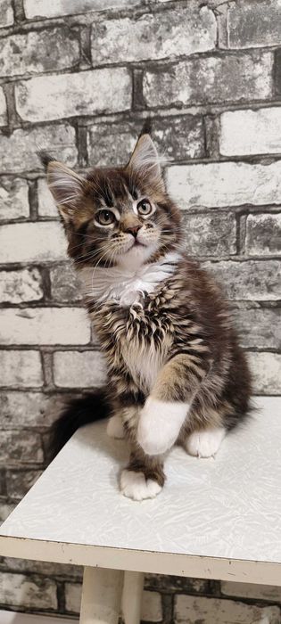 Main Coon pui cu acte