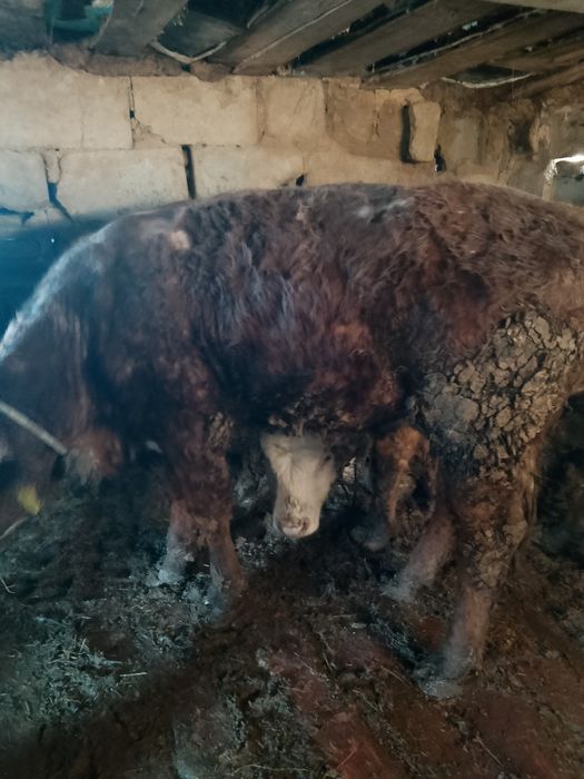 Бұқалар сатылады  ватсап номер