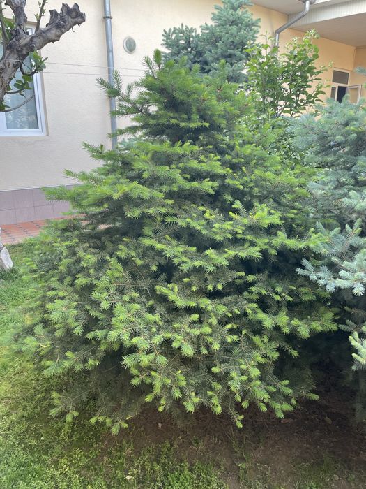 продам многолетние голубые ель