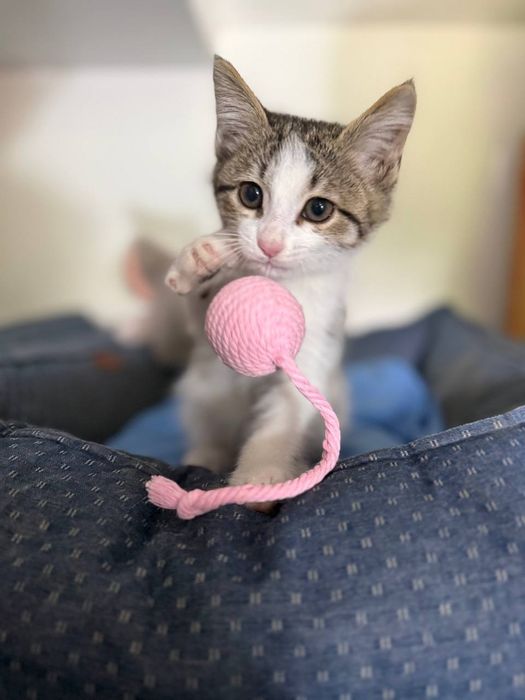 Котята в ответственные руки