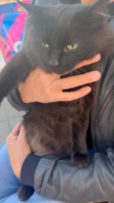 Ищем молодому коту дом!