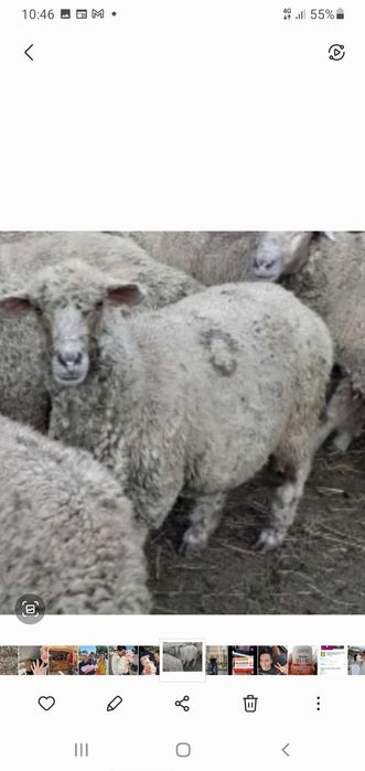 Oi de vinzare.,pastramă
