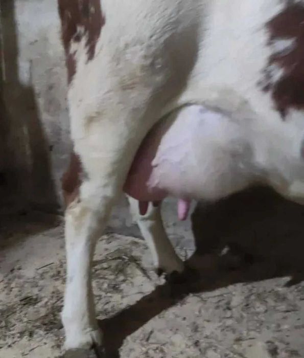 Корова сиыр сауу бұзаумен••••\