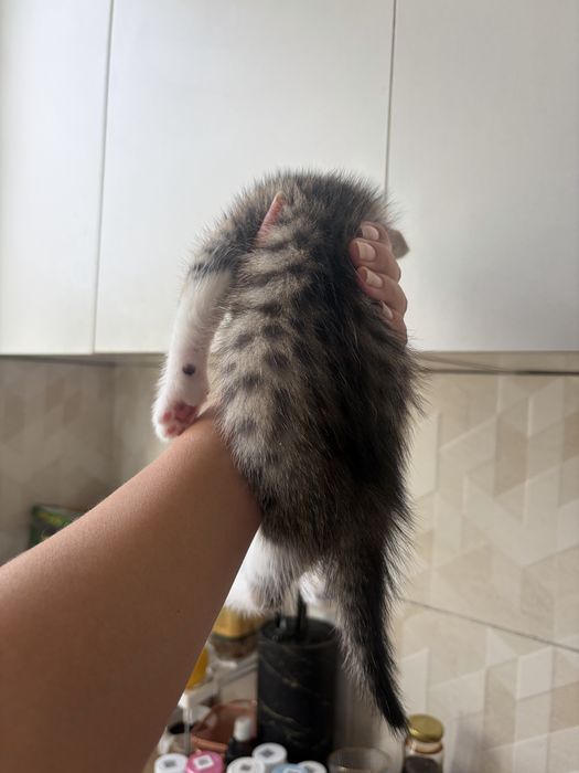 Отдам котенка мальчик
