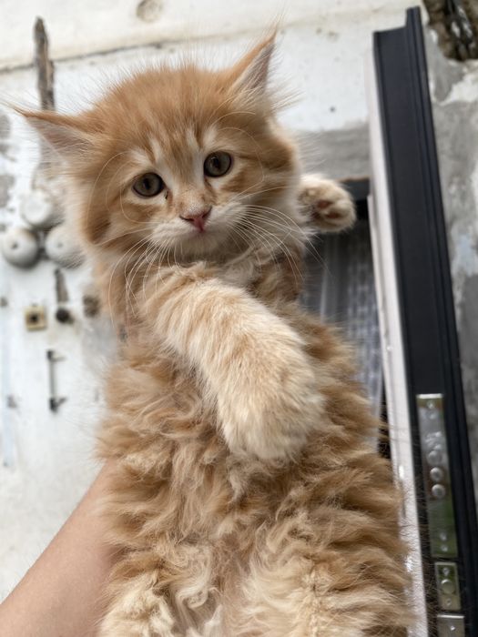 Котята пародисток вислоухий