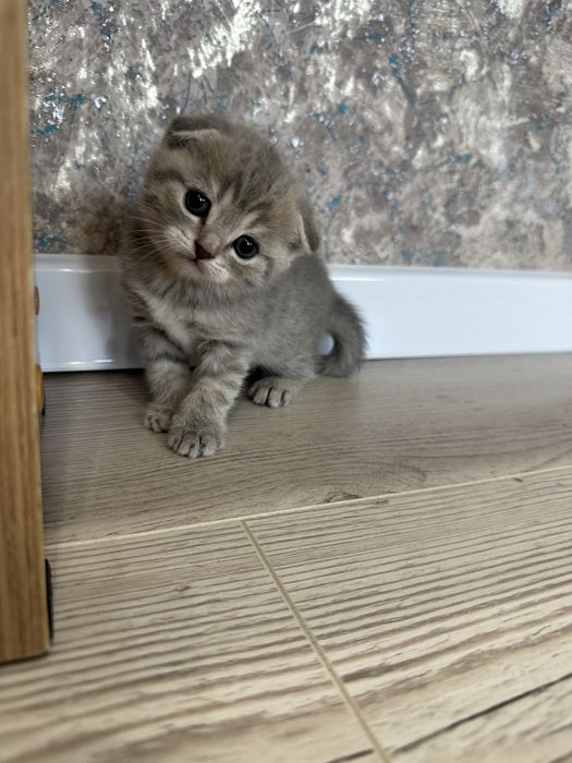 Котята веслоушки