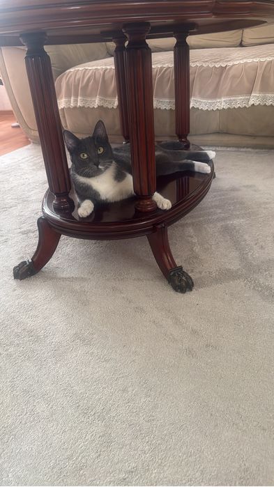 Ищем кота для вязки