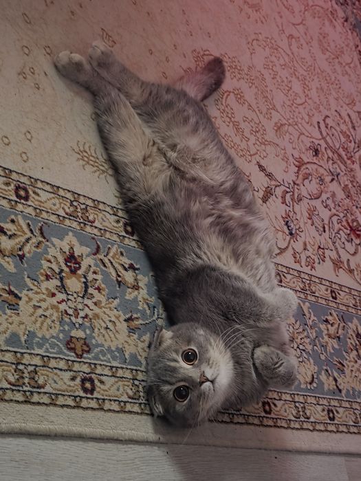 Вислаухи шотландец с умным лотком