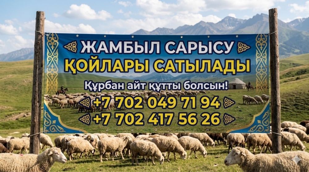 Құрбан айтқа семіз қойлар бар