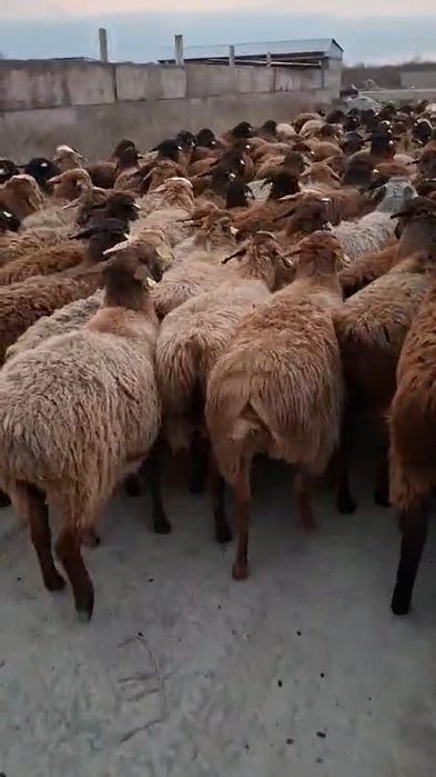 227 бас буаз қой