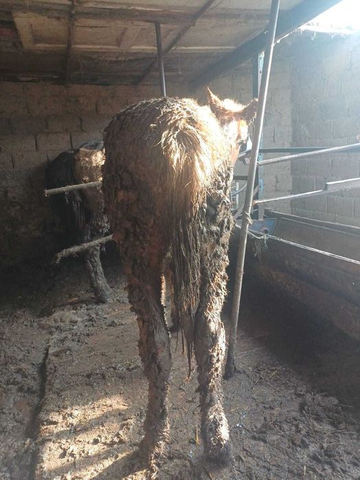 Продается  жеребцы