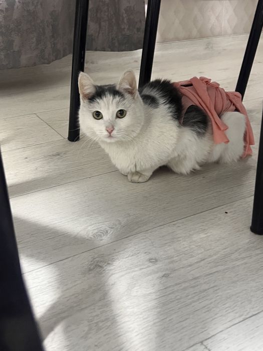 кошечка нуждается в хозяевах