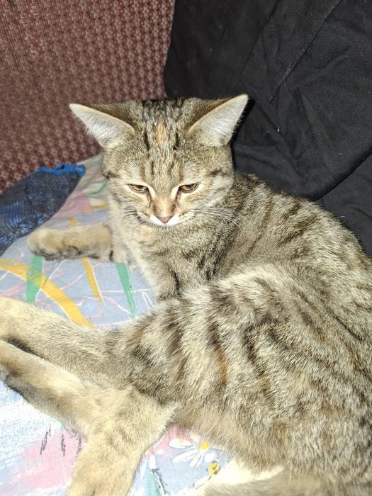 Отдам в добрые руки кошку