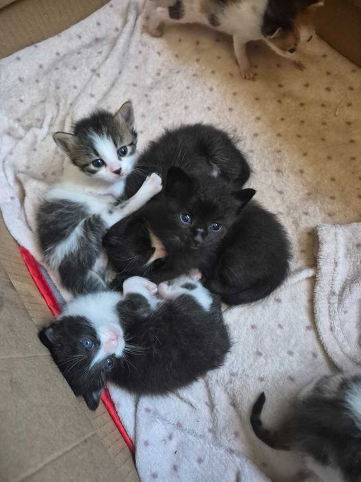 Подаряват се котенца