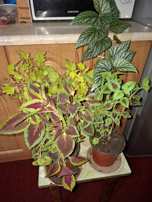 Цветы  комнатные