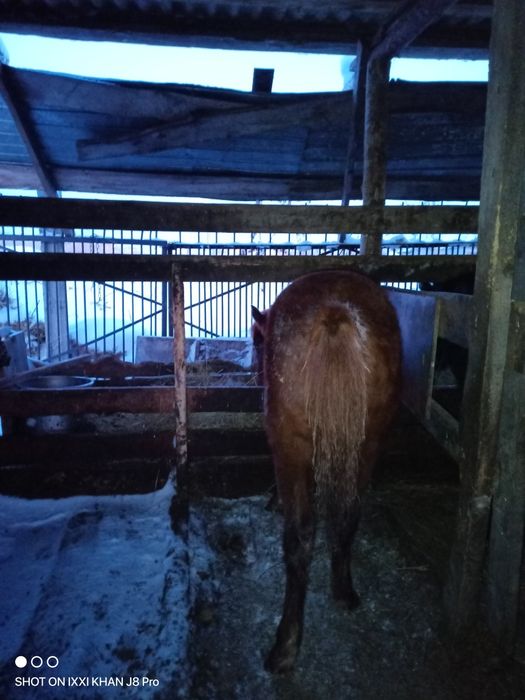 Продам жеребенок