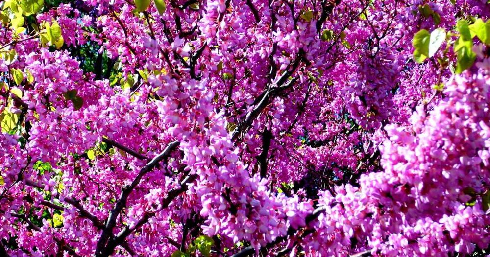 Див рожков (Cercis siliquastrum)  Дърво на Юда